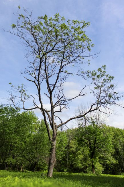 A tall, leafless tree with a sturdy, textured trunk stands prominently in the foreground against a partly cloudy blue sky, with some branches showing early signs of new green foliage. Surrounding the main tree are smaller, lush green trees and shrubs with dense foliage, creating a natural, verdant environment. The scene appears to be set in a park or natural area, with a grassy ground at the base of the trees. In the background, there is a dense wooded area with a mixture of mature and younger trees, their leaves vibrant in shades of green. The lighting suggests daytime with sunlight filtering through the clouds, illuminating the scene evenly. This image, viewed in the context of waste management and rubbish removal, highlights the importance of maintaining natural outdoor spaces through proper waste disposal and on-site clearance, as managed by services like Waste Removal Acton, especially when scenic areas require cleanup from debris or discarded materials, although none are visible in this specific shot.