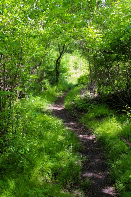 A narrow dirt footpath winding through a lush green forest, with dense foliage and overhanging branches creating a shaded canopy. The trail is bordered by vibrant grass and low-lying plants, leading into a brighter, sunlit area with a slightly opened view of the distance. The scene features various shades of green from the leaves, bushes, and grass, with textures of the rough, earthy path contrasting against the smooth, leafy surroundings. Behind the dense greenery, taller trees with textured bark are visible, contributing to the natural setting. This tranquil woodland scene appears undisturbed, evoking an environment ideal for walks or nature observation, often associated with areas where ecological preservation or scenic outdoor activities take place, such as in local parks or rural trails.